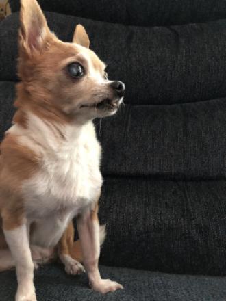 A dog in a pet cafe