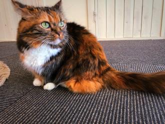 A cat in a pet cafe