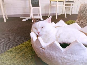 A cat sleeping in a pet cafe