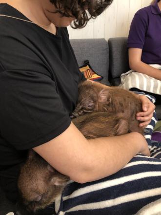 A female student holding a pig in a pet cafe
