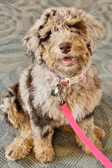Mocha, a therapy dog puppy.