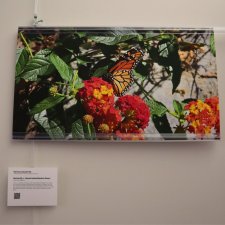 Digital photography titled "Butterfly<- Read.table(Neska Rose)"