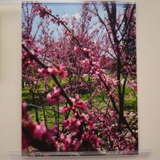 Digital photography of flowers titled "Pink."