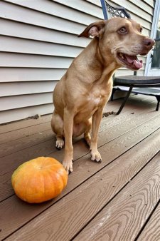 Mabel the dog poses with her pumpkin grown from seeds from the Seed Library.
