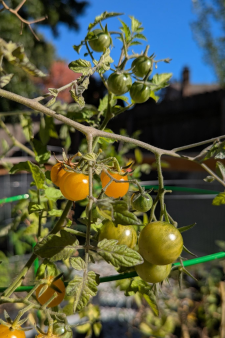 Heritage tomatoes from the Seed Library flourishing at the home of a grower.
